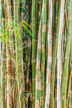 Group of bamboo tree and leaf.