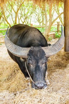 Black buffalo eating hay in barn.