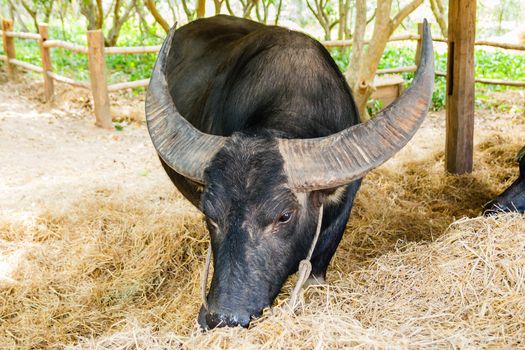 Black buffalo eating hay in barn.