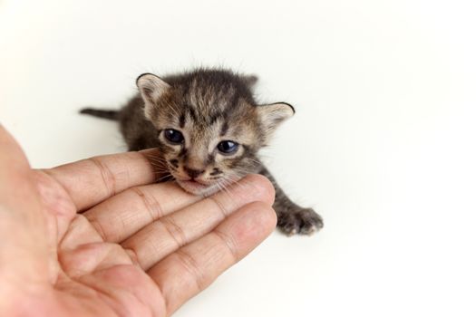 human hand gently holding face of adorable newborn brown tabby kitten on white background