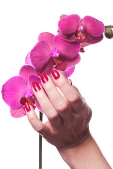 Manicured nails painted a deep red caress dark pink flower pedals against white background