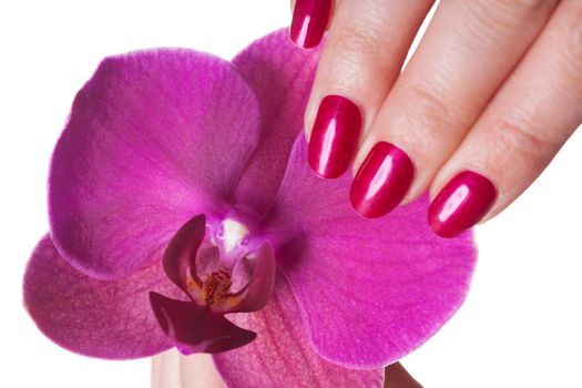 Manicured nails painted a deep red caress dark pink flower pedals against white background