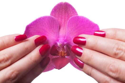 Manicured nails painted a deep red caress dark pink flower pedals against white background