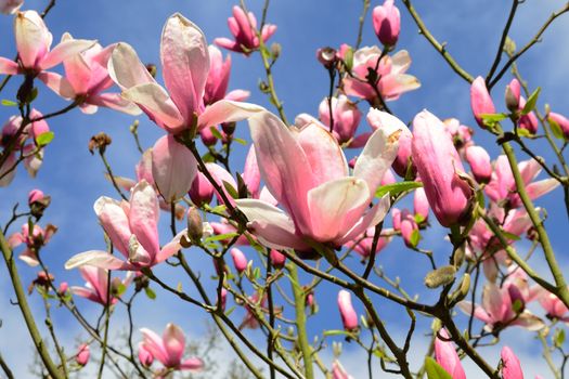 Magnolia Flowers with sky in background