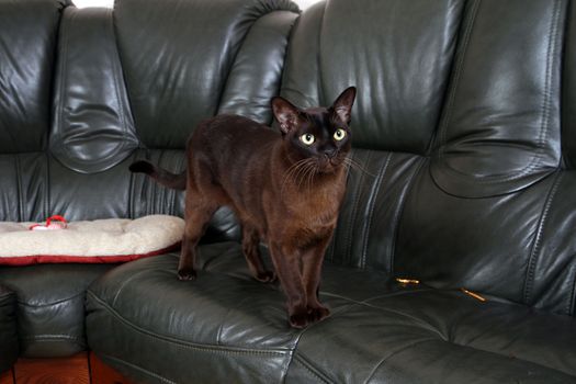 Portrait burmese cat lying and posing looking into the lens.