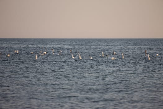 white swan Baltic sea