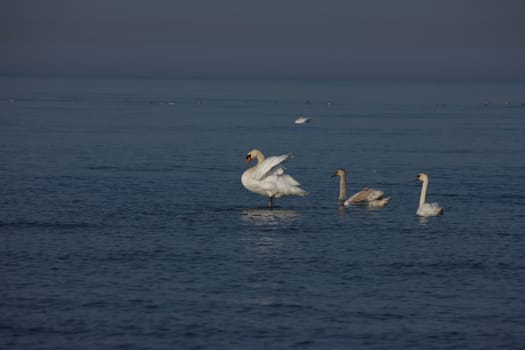 white swan Baltic sea