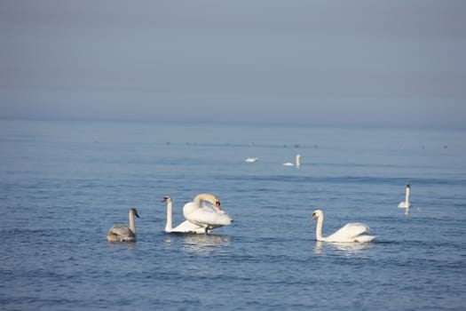 white swan Baltic sea