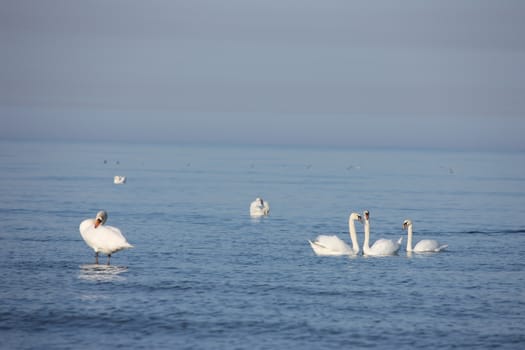 white swan Baltic sea