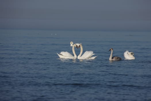 white swan Baltic sea