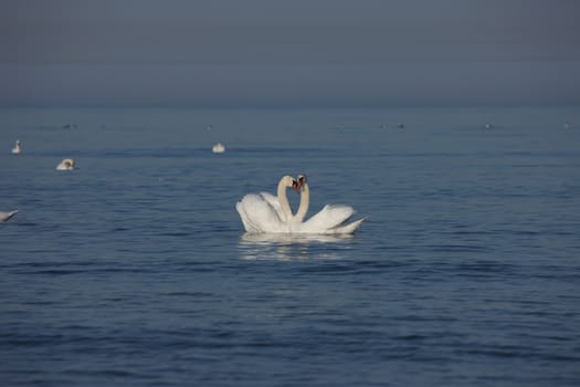 white swan Baltic sea