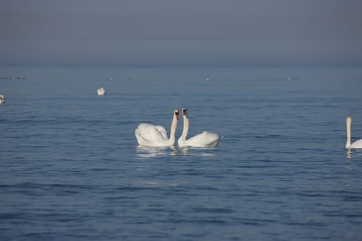 white swan Baltic sea