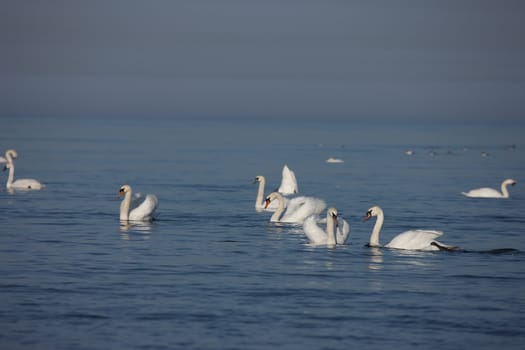 white swan Baltic sea