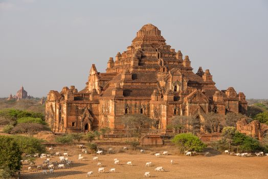 Dhammayangyi temple The biggest Temple in Bagan, Myanmar