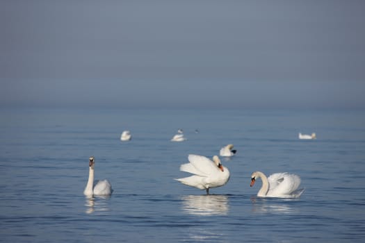 white swan Baltic sea