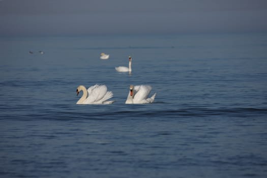 white swan Baltic sea