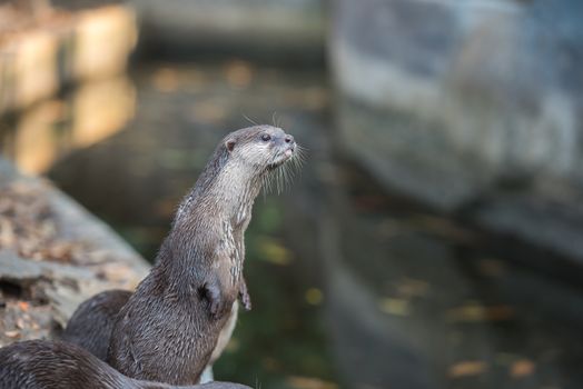 Asian small-clawed otter