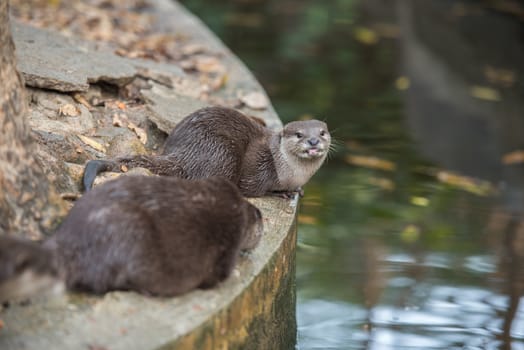 A pair of asian small-clawed otters