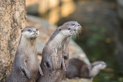 Group of asian small-clawed otters