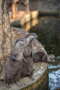 Group of asian small-clawed otters