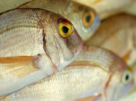 Background of Perfect Raw Sea Bream closeup on Fish Market Table. Focus on Fish Eye