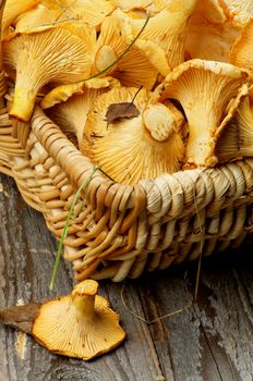 Perfect Raw Chanterelles in Wicker Basket and One Mushroom near closeup on Rustic Wooden background