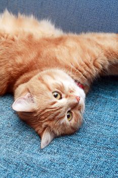 Nice domestic ginger cat lying on blue sofa