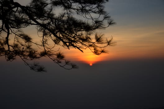 Sunrise Behind tree at Phukradueng National Park, Thailand