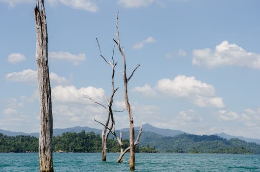 Dead trees in Ratchaprapha Dam at Khao Sok National Park, Surat Thani, Thailand