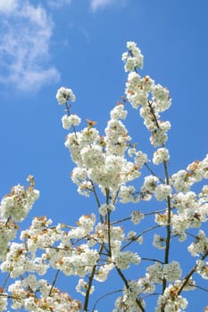 Apple blossom in springtime.