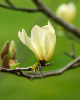 Magnolia tree in bloom in springtime.