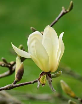 Magnolia tree in bloom in springtime.