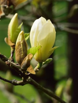 Magnolia tree in bloom in springtime.