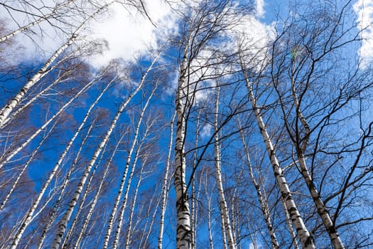 Bare trunks of birch trees on blue sky in early spring