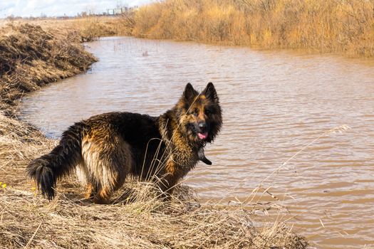 German shepherd stands on the banks of the river