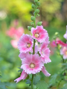 Pink hollyhock flower in the garden.