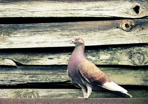 City pigeon red colors on a ledge - vintage processing