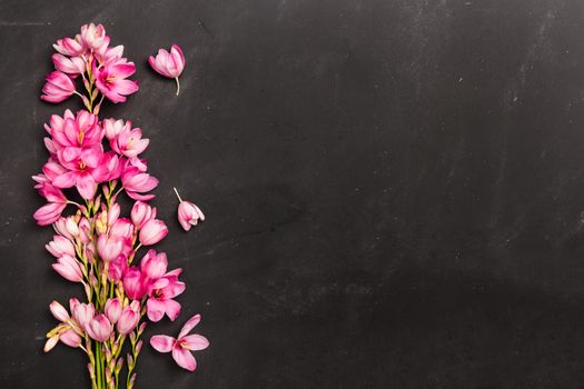 Fresh pink flowers on dark slate table. Top view with copy space