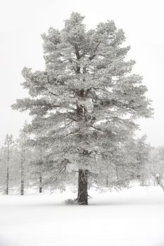 Trees covered with snow