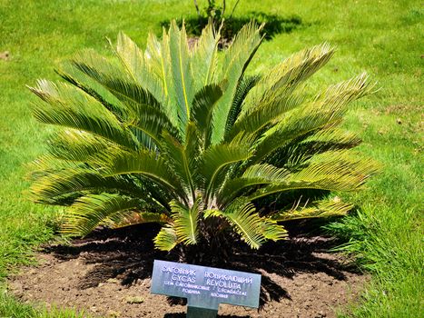 Japanese sago palm