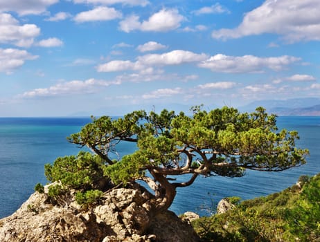 mountain trees on the background of sea and blue sky