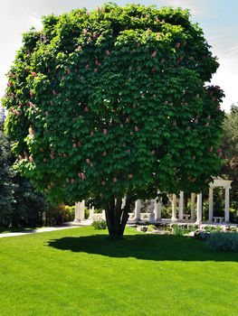 Horse chestnut tree