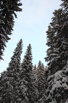 A view of the top of large fir trees in the blue sky in winter