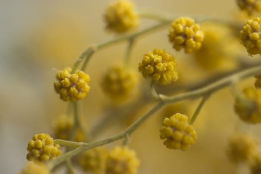 twigs of yellow mimosa flower. macro shot