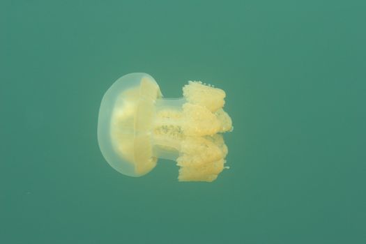 jellyfish medusa underwater
