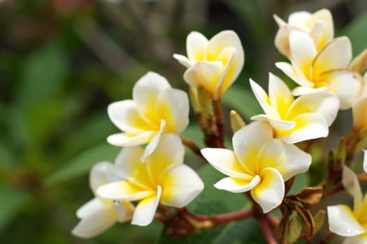 white and yellow Plumeria flower. (frangipani flowers, Frangipani, Pagoda tree or Temple tree) on natural light background