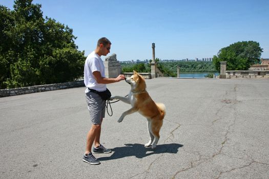 Akita Inu puppy takes the biscuit from its owner