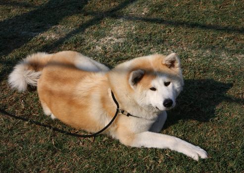 Proud Akita Inu male  posing in the meadow