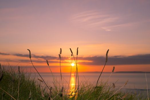 beautiful yellow sunset over loop head with the wild tall grass on the wild atlantic way in ireland