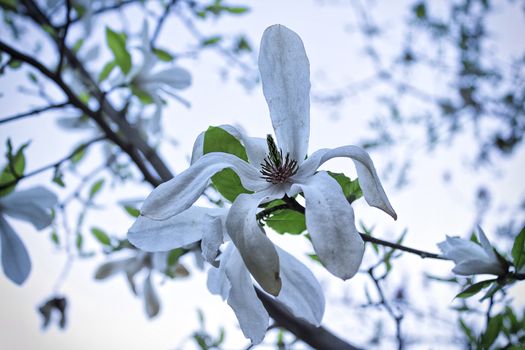 White magnolia flower with a green leaf on a tree bench, shallow DOF.